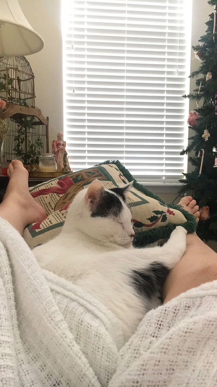 Cow joined the competition — help win amazing prizes! bedding, bedroom, carnivore, cat, comfort, companion_dog, couch, fawn, felidae, fur, interior_design, lamp, linens, living_room, room, small_to_medium_sized_cats, whiskers, window_blind, window_treatment, wood