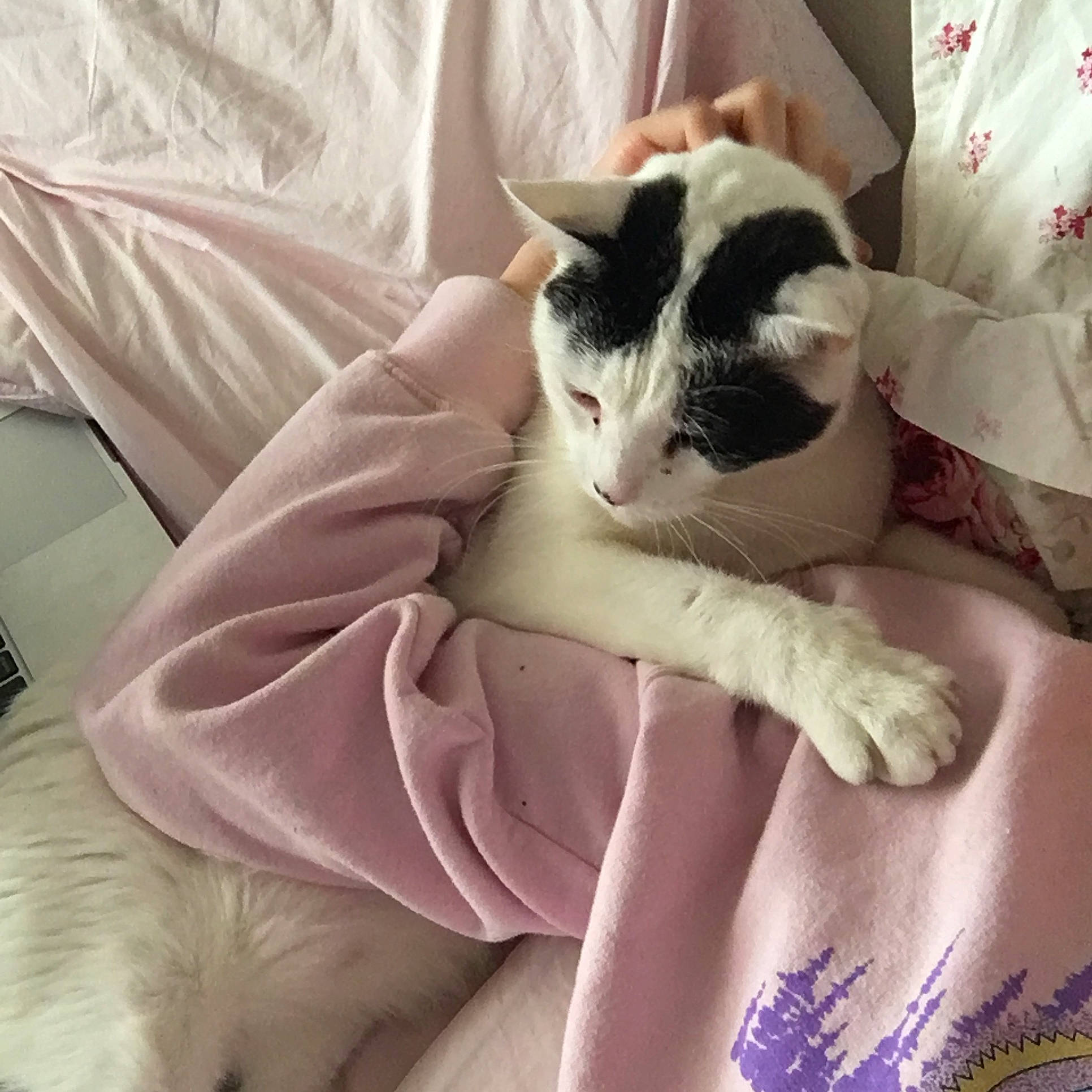 Cow joined the competition — help win amazing prizes! bed_sheet, bedding, blanket, carnivore, cat, comfort, domestic_short_haired_cat, felidae, fur, human_leg, linens, love, nap, pattern, paw, sleeve, small_to_medium_sized_cats, tail, textile, whiskers