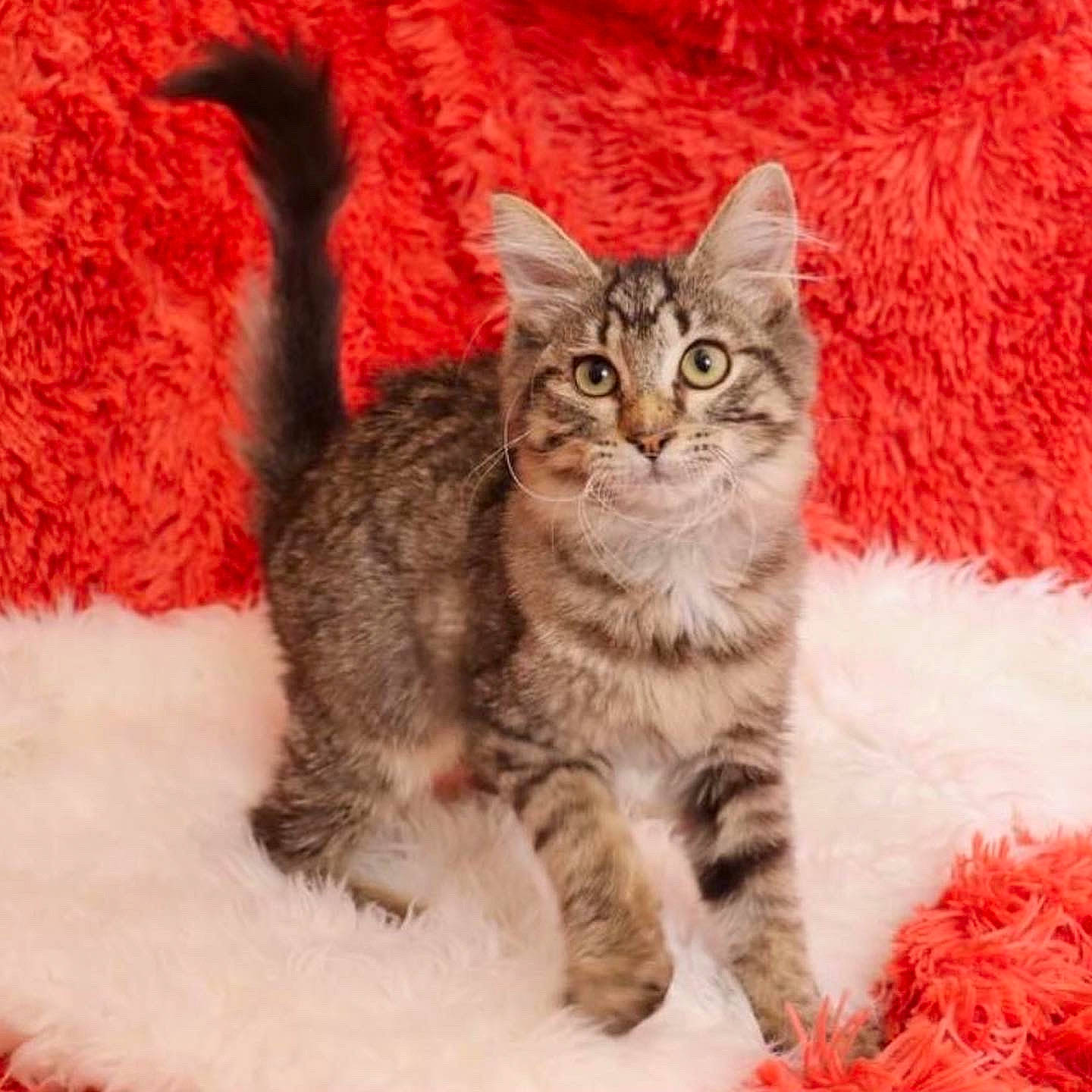 Eloise is registered to the contest to win money with this photo: carnivore, cat, claw, comfort, domestic_short_haired_cat, event, felidae, fur, paw, small_to_medium_sized_cats, snout, tail, terrestrial_animal, whiskers