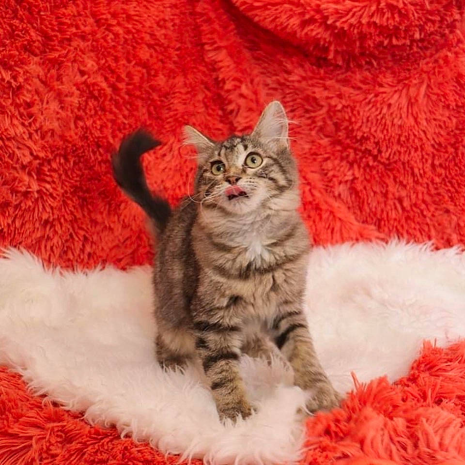 Eloise is registered to the contest to win money with this photo: carnivore, cat, claw, comfort, domestic_short_haired_cat, eye, felidae, fur, pattern, paw, sitting, small_to_medium_sized_cats, snout, tail, terrestrial_animal, whiskers