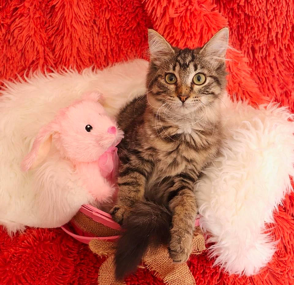 Eloise is registered to the contest to win money with this photo: carnivore, cat, claw, comfort, domestic_short_haired_cat, event, fawn, felidae, fur, paw, peach, plant, small_to_medium_sized_cats, snout, tail, whiskers