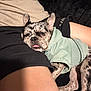 Crash joined the competition — help win amazing prizes! dog, french_bulldog, puppy, sleeping, tongue_out, hoodie, clothing, cozy, human_arm, couch, blanket, indoor, pet, brindle, cute, snuggled, relaxation, resting, close_up, portrait