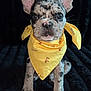 dog, puppy, french_bulldog, bandana, yellow_bandana, black_blanket, sitting, portrait, ears, eyes, nose, mottled_fur, brindle, close_up, pet, indoor, cozy, adorable, looking_at_camera, centered