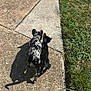 cat, dog, walking, sidewalk, concrete, grass, shadow, pair, companionship, friendship, outdoor, sunlit, pavement, small_dog, black_cat, mottled_coat, paws, tail, leashless, texture