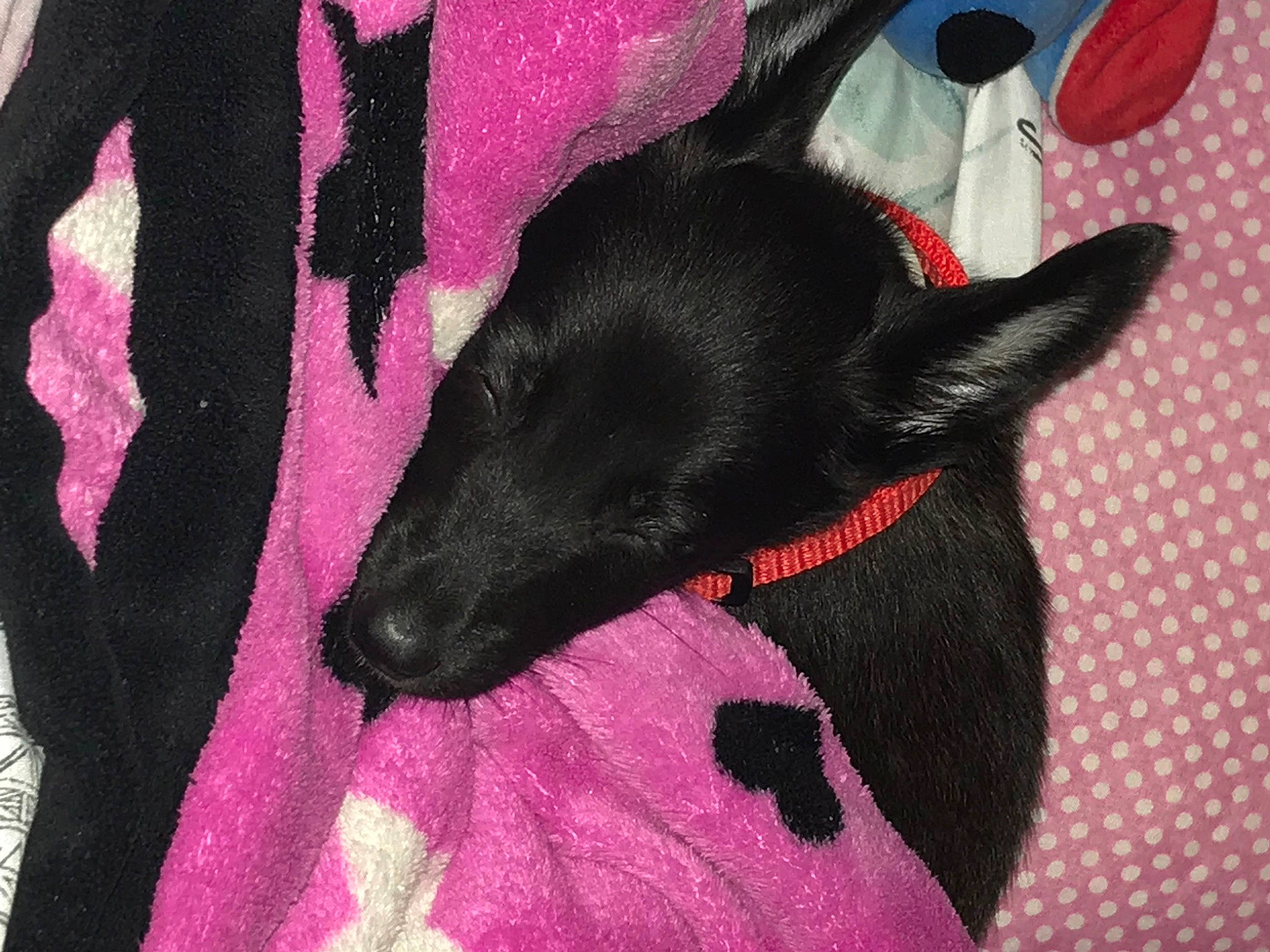 Diamond is registered to the contest to win money with this photo: canidae, carmine, carnivore, collar, companion_dog, dog, dog_breed, fashion_accessory, fur, kitchen_utensil, magenta, non_sporting_group, pattern, pet_supply, pink, sleeve, snout, sporting_group, terrestrial_animal, working_animal