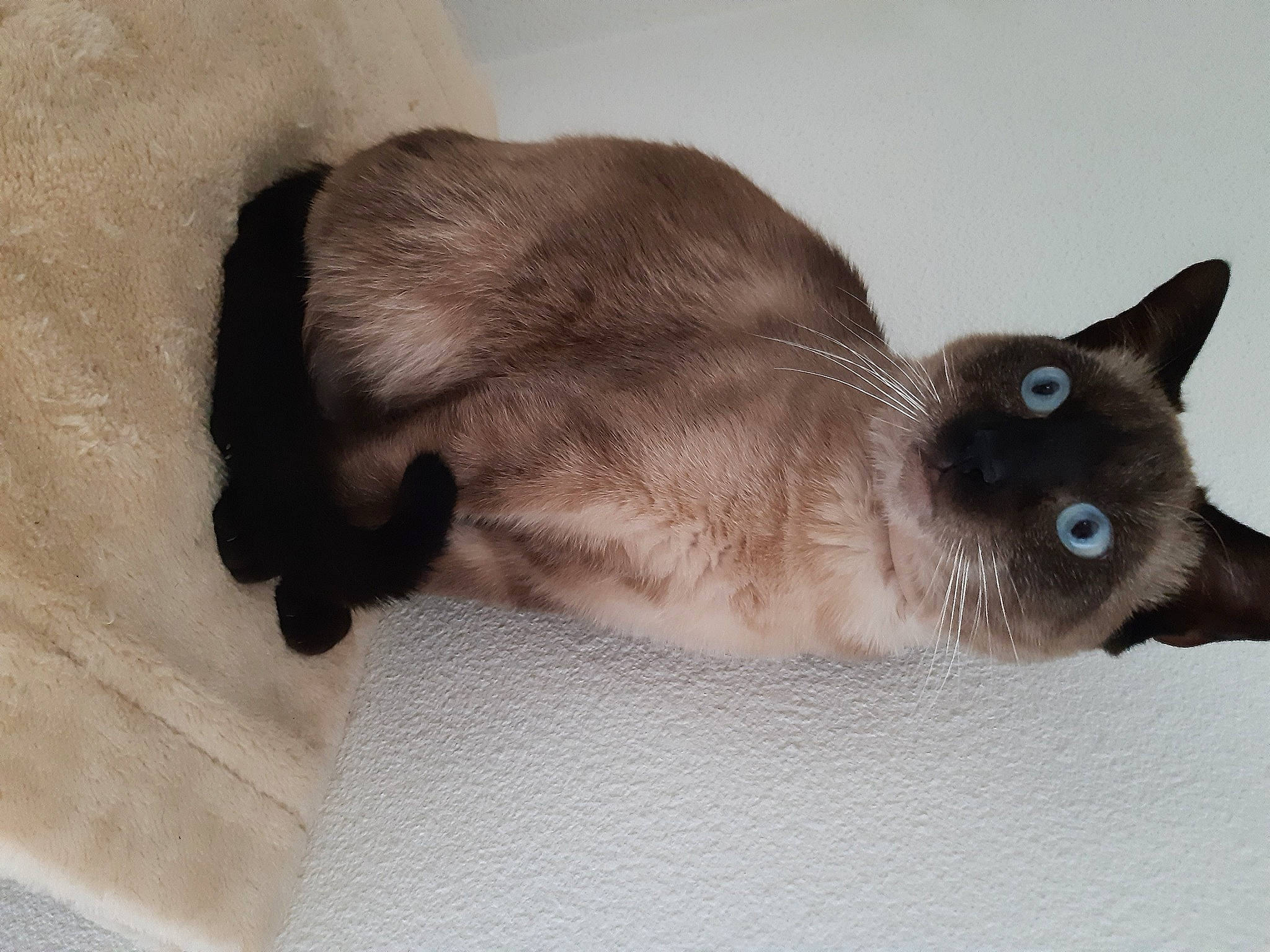 Malou participe au concours pour gagner de l'argent avec cette photo : balinese, birman, carnivore, cat, domestic_short_haired_cat, fawn, felidae, fur, iris, siamese, small_to_medium_sized_cats, snout, tail, thai, whiskers