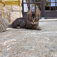 Jack a rejoint le concours — aidez-le/la à gagner de superbes lots ! kitten, cat, tabby, outdoor, patio, stone_floor, curious, animal, pet, fur, whiskers, ears, paws, yellow_chair, boot, door, glass, reflection, daylight, closeup
