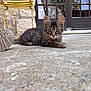 kitten, cat, tabby, outdoor, patio, stone_floor, curious, animal, pet, fur, whiskers, ears, paws, yellow_chair, boot, door, glass, reflection, daylight, closeup