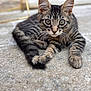 kitten, tabby, cat, feline, whiskers, tail, fur, outdoor, stone_surface, close_up, young, curious, animal, pet, resting, cute, eyes, paws, mammal, focus