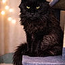 black_cat, cat, yellow_eyes, feline, pet, indoor, cat_tree, furniture, close_up, portrait, long_hair, fluffy, animal, whiskers, sitting, cozy, warm_lighting, bokeh, domestic_cat, furry