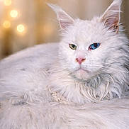 Sissy participe au concours pour gagner de l'argent avec cette photo : cat, white_cat, heterochromia, blue_eye, green_eye, fluffy_fur, portrait, pet, animal, indoor, soft_lighting, bokeh, close_up, relaxed, feline, cute, whiskers, ears, nose, sleepy