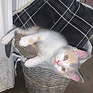 Cleo is registered to the contest to win money with this photo: kitten, cat, basket, plaid_pillow, indoor, carpet, curious, feline, pet, cozy, fur, whiskers, pink_nose, woven, resting, cute, small, animal, domestic, relaxed