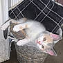 kitten, cat, basket, plaid_pillow, indoor, carpet, curious, feline, pet, cozy, fur, whiskers, pink_nose, woven, resting, cute, small, animal, domestic, relaxed