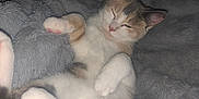 Cleo is registered to the contest to win money with this photo: kitten, cat, sleepy, fluffy, blanket, cozy, pet, animal, fur, cute, relaxed, indoor, resting, paw, whiskers, adorable, soft, mammal, comfort, young