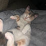 kitten, cat, sleepy, fluffy, blanket, cozy, pet, animal, fur, cute, relaxed, indoor, resting, paw, whiskers, adorable, soft, mammal, comfort, young