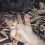 Cleo joined the competition — help win amazing prizes! kitten, cat, paw, cute, pet, animal, feline, fur, whiskers, bed, blanket, pattern, comfort, sleeping, indoor, young, playful, soft, relaxed, domestic