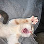 Cleo is registered to the contest to win money with this photo: kitten, cat, paw, yawn, stretching, feline, pet, cute, whiskers, pink_paw_pads, fur, sleepy, cozy, blanket, indoor, animal, playful, young, adorable, closeup