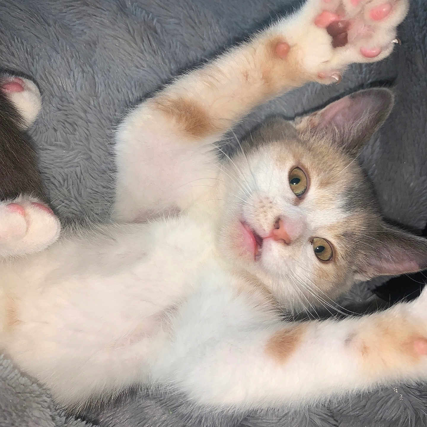 Cleo joined the competition — help win amazing prizes! animal, cat, close_up, curious, cute, domestic_cat, fluffy_blanket, fur, gray_blanket, indoor, kitten, lying_down, paw, pet, pink_paw_pads, playful, resting, soft_texture, whiskers, young_cat