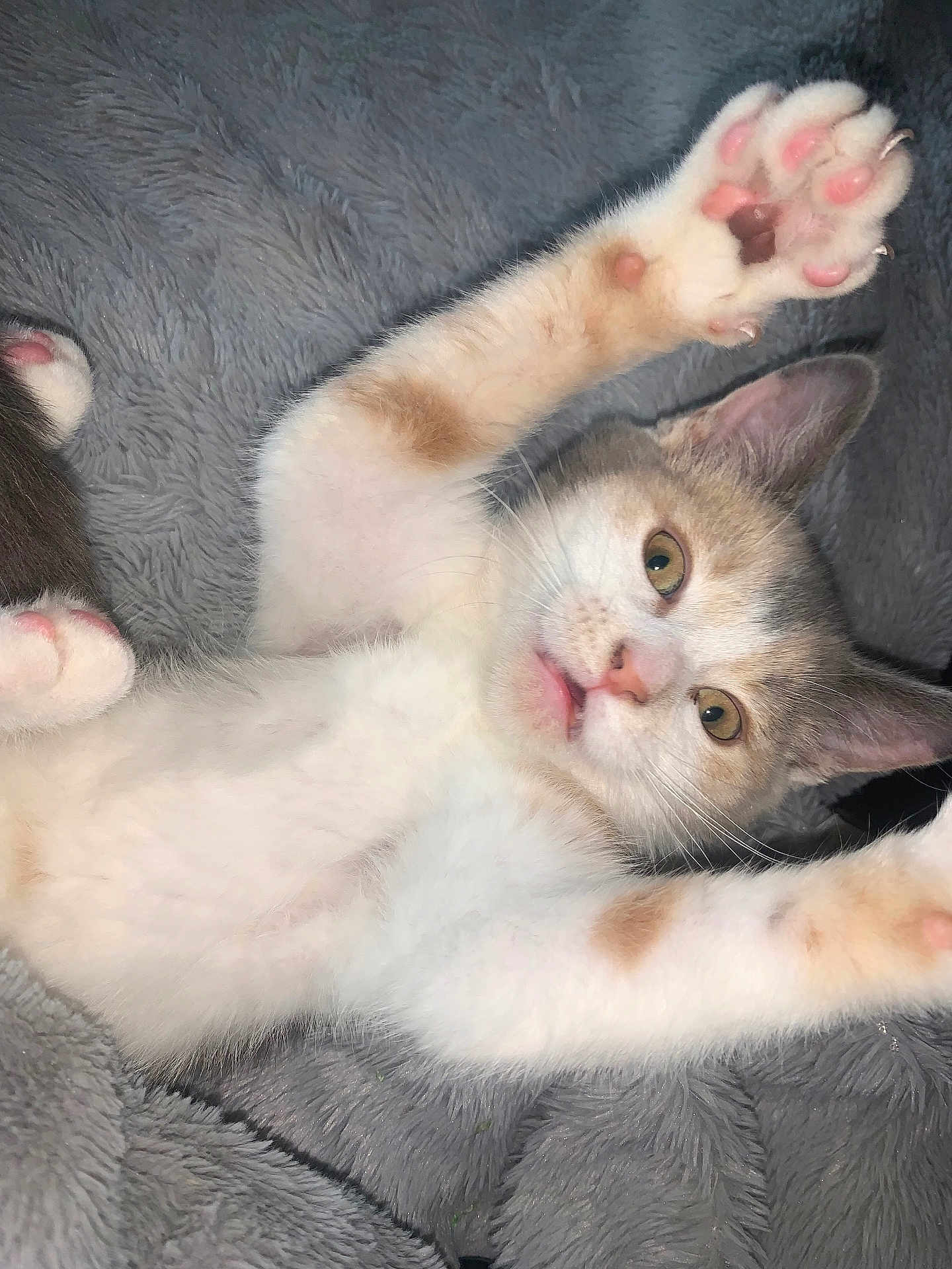Cleo