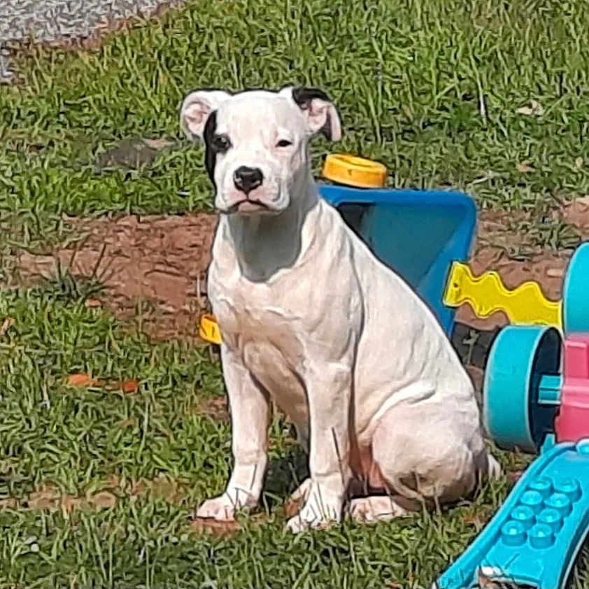 Chloe joined the competition — help win amazing prizes! animal, ball, boxer, bulldog, canine, dog, football, grass, lawn, outdoors, pet, pitbull, plant, playarea, puppy, soccer, soccerball, sport, tape, toy