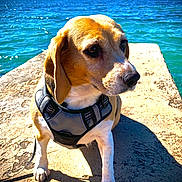 Falonne a rejoint le concours — aidez-le/la à gagner de superbes lots ! dog, beagle, harness, pier, water, sea, outdoor, sunlight, shadow, sky, blue, nature, pet, canine, animal, summer, daylight, calm, portrait, closeup