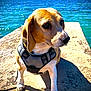 dog, beagle, harness, pier, water, sea, outdoor, sunlight, shadow, sky, blue, nature, pet, canine, animal, summer, daylight, calm, portrait, closeup