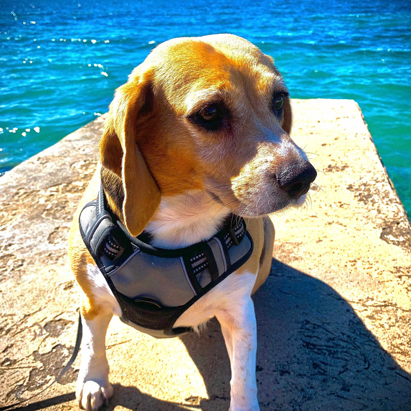Falonne a rejoint le concours — aidez-le/la à gagner de superbes lots ! animal, beagle, blue, calm, canine, closeup, daylight, dog, harness, nature, outdoor, pet, pier, portrait, sea, shadow, sky, summer, sunlight, water