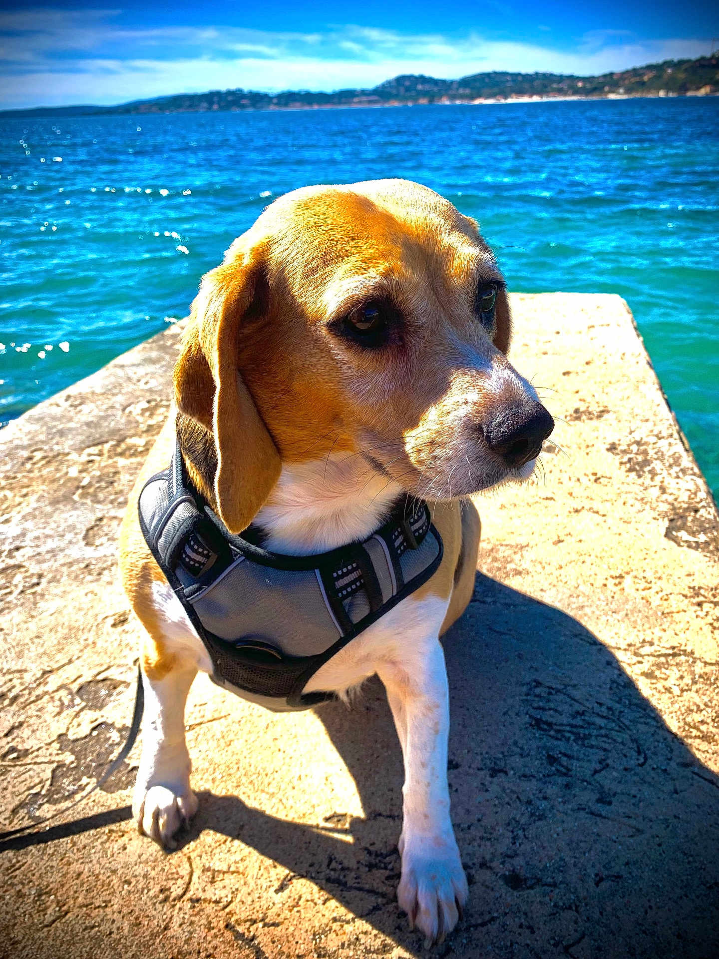 Falonne a rejoint le concours — aidez-le/la à gagner de superbes lots ! dog, beagle, harness, pier, water, sea, outdoor, sunlight, shadow, sky, blue, nature, pet, canine, animal, summer, daylight, calm, portrait, closeup