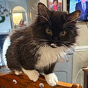 Lucy Lou joined the competition — help win amazing prizes! big_eyes, black_and_white_cat, cat, close_up, curious, fluffy_fur, household, indoor, kitten, paws, person_in_background, portrait, reflection, screen, sitting, television, tuxedo_cat, whiskers, white_paws, wooden_chair