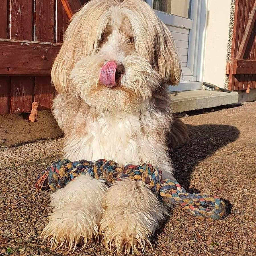 Muriel Métairie participe au concours pour gagner de l'argent avec cette photo : animal, cute, daylight, dog, doorway, fluffy, front_paws, fur, home, outdoor, pet, playful, rope_toy, shadow, sitting, stone_ground, sunlight, texture, tongue_out, wooden_door