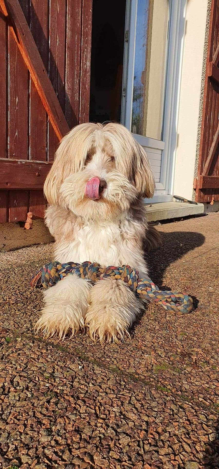 Muriel Métairie participe au concours pour gagner de l'argent avec cette photo : animal, cute, daylight, dog, doorway, fluffy, front_paws, fur, home, outdoor, pet, playful, rope_toy, shadow, sitting, stone_ground, sunlight, texture, tongue_out, wooden_door