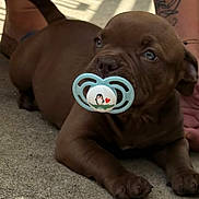 Vivi participe au concours pour gagner de l'argent avec cette photo : animal, ankle, bodypart, boxer, bulldog, canine, dog, finger, frenchbulldog, hand, labradorretriever, person, pet, pitbull, puppy, skin, snout, sphere, tattoo, toy
