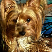 Rosie is registered to the contest to win money with this photo: dog, pet, long_hair, fur, small_dog, close_up, indoor, golden_fur, animal, cute, canine, portrait, fluffy, companion, domestic_animal, furry, relaxed, sitting, friendly, household_pet