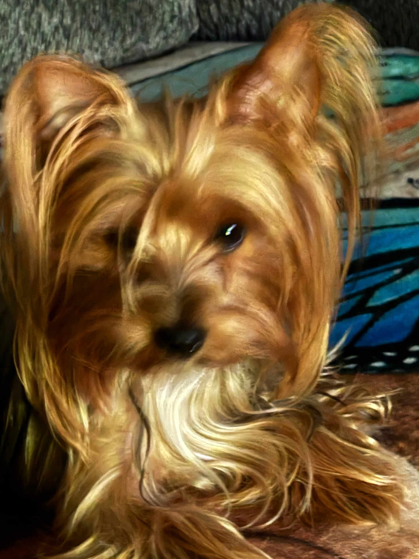 Rosie is registered to the contest to win money with this photo: dog, pet, long_hair, fur, small_dog, close_up, indoor, golden_fur, animal, cute, canine, portrait, fluffy, companion, domestic_animal, furry, relaxed, sitting, friendly, household_pet