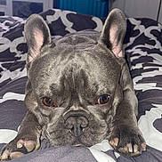 Potato is registered to the contest to win money with this photo: dog, french_bulldog, bed, blanket, indoor, pet, animal, lying_down, face, ears, brown_eyes, snout, fur, paw, television, netflix, room, door, suitcase, furniture