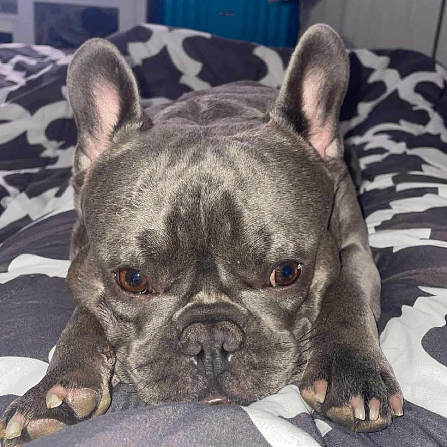 Potato