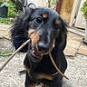 animal, black_and_tan, brown_markings, chewing, close_up, curious, dog, garden, leash, long_ears, outdoor, patio, paving_stones, pet, planter, plants, playful, portrait, puppy, stick