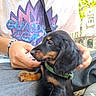 Bémy a rejoint le concours — aidez-le/la à gagner de superbes lots ! animal, architecture, black_and_tan, building, city, cute, dog, hands, harness, leash, long_hair, outdoor, person, pet, portrait, puppy, shirt, sitting, street, transportation