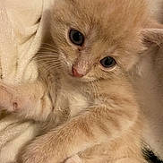Whiskers is registered to the contest to win money with this photo: kitten, cat, feline, cute, fluffy, orange_cat, pet, animal, whiskers, paws, closeup, soft, blanket, resting, sleepy, indoors, young, curious, adorable, fur