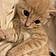 Whiskers