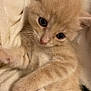 kitten, cat, feline, cute, fluffy, orange_cat, pet, animal, whiskers, paws, closeup, soft, blanket, resting, sleepy, indoors, young, curious, adorable, fur