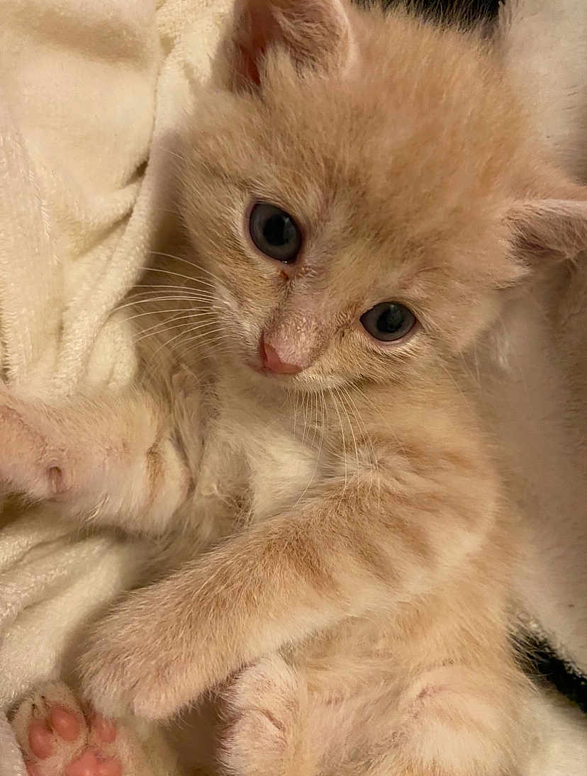 Whiskers is registered to the contest to win money with this photo: kitten, cat, feline, cute, fluffy, orange_cat, pet, animal, whiskers, paws, closeup, soft, blanket, resting, sleepy, indoors, young, curious, adorable, fur