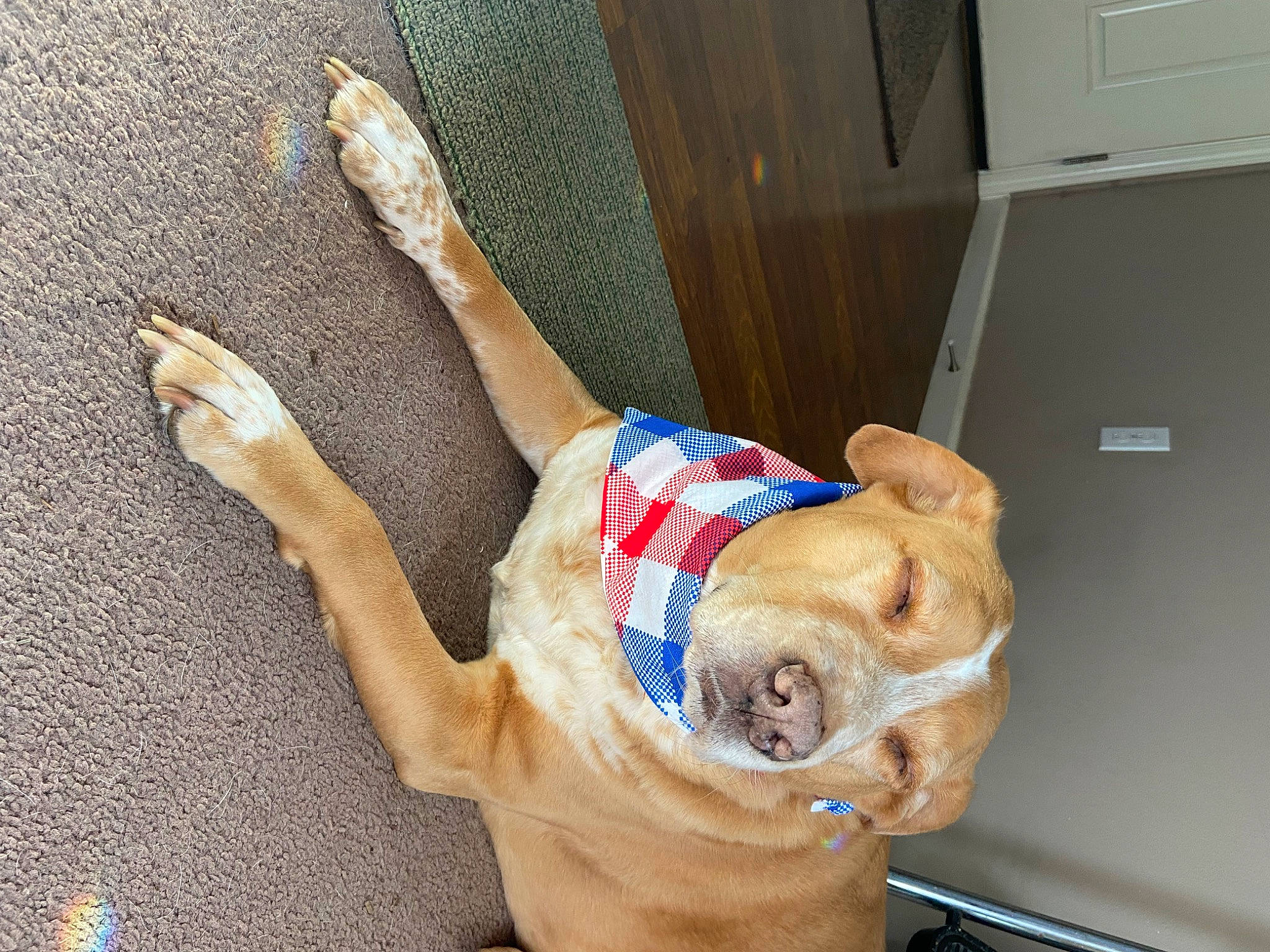 Buddy is registered to the contest to win money with this photo: canidae, carnivore, comfort, companion_dog, dog, dog_breed, dog_supply, elbow, fawn, foot, human_leg, knee, non_sporting_group, pet_supply, snout, sporting_group, tail, thigh, working_animal, wrist