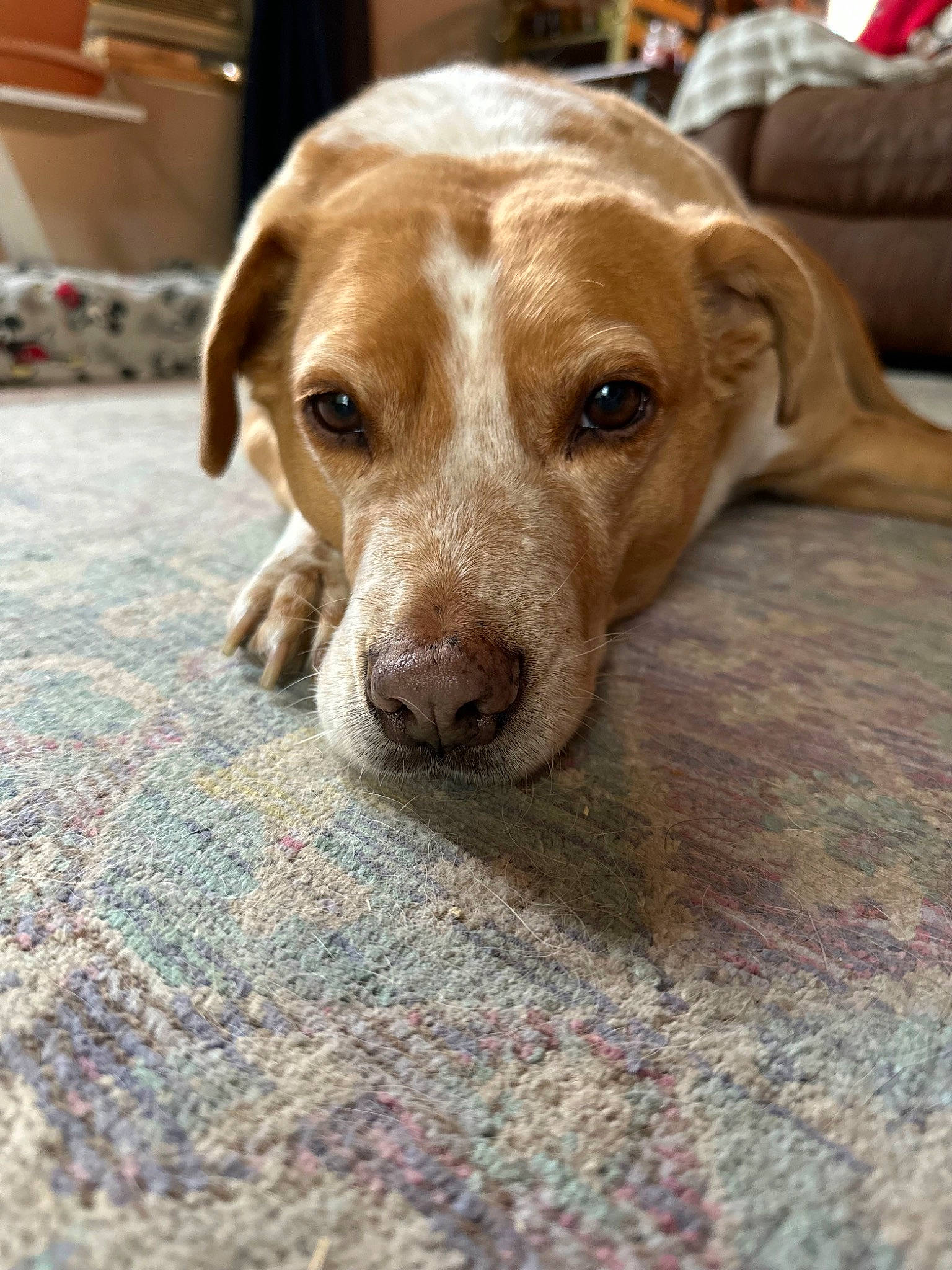 Buddy joined the competition — help win amazing prizes! canidae, carnivore, companion_dog, dog, dog_breed, fawn, flooring, fur, gun_dog, hardwood, hunting_dog, labrador_retriever, liver, retriever, sporting_group, terrestrial_animal, whiskers, wood, working_animal