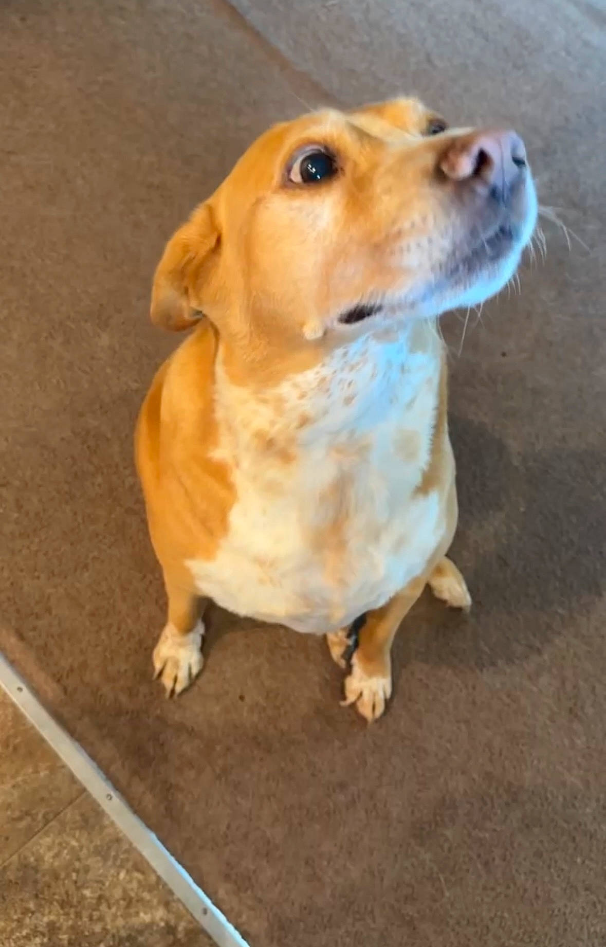 Buddy joined the competition — help win amazing prizes! ancient_dog_breeds, canidae, carnivore, collar, companion_dog, dog, dog_breed, dog_collar, fawn, flooring, fur, hunting_dog, non_sporting_group, paw, snout, sporting_group, terrestrial_animal, whiskers, wood, working_animal