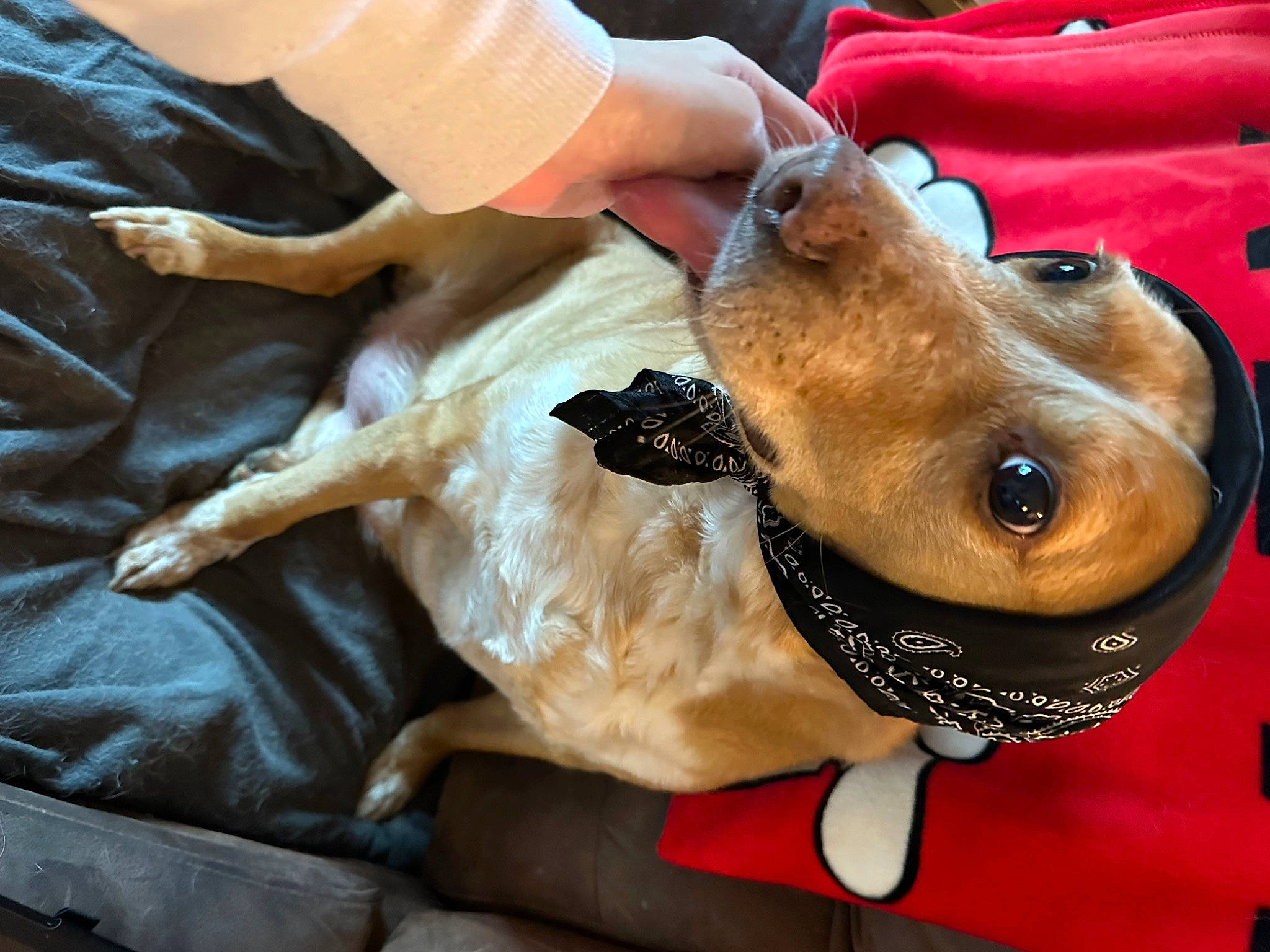 Buddy is registered to the contest to win money with this photo: canidae, carnivore, collar, comfort, companion_dog, dog, dog_breed, dog_collar, ear, fawn, fur, hat, liver, selfie, snout, sporting_group, sunglasses, toy_dog, whiskers, working_animal