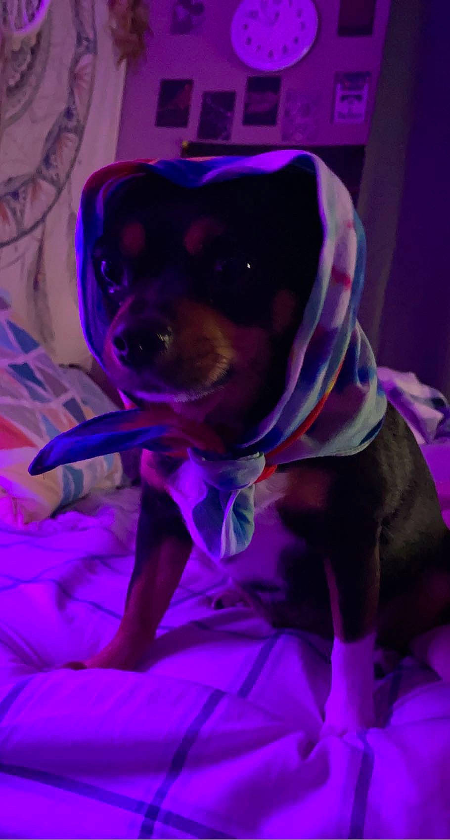 Scooby is registered to the contest to win money with this photo: carnivore, collar, companion_dog, dog, dog_breed, dog_clothes, dog_collar, dog_supply, electric_blue, fawn, magenta, personal_protective_equipment, pet_supply, pink, purple, snout, sporting_group, toy_dog, violet, working_animal