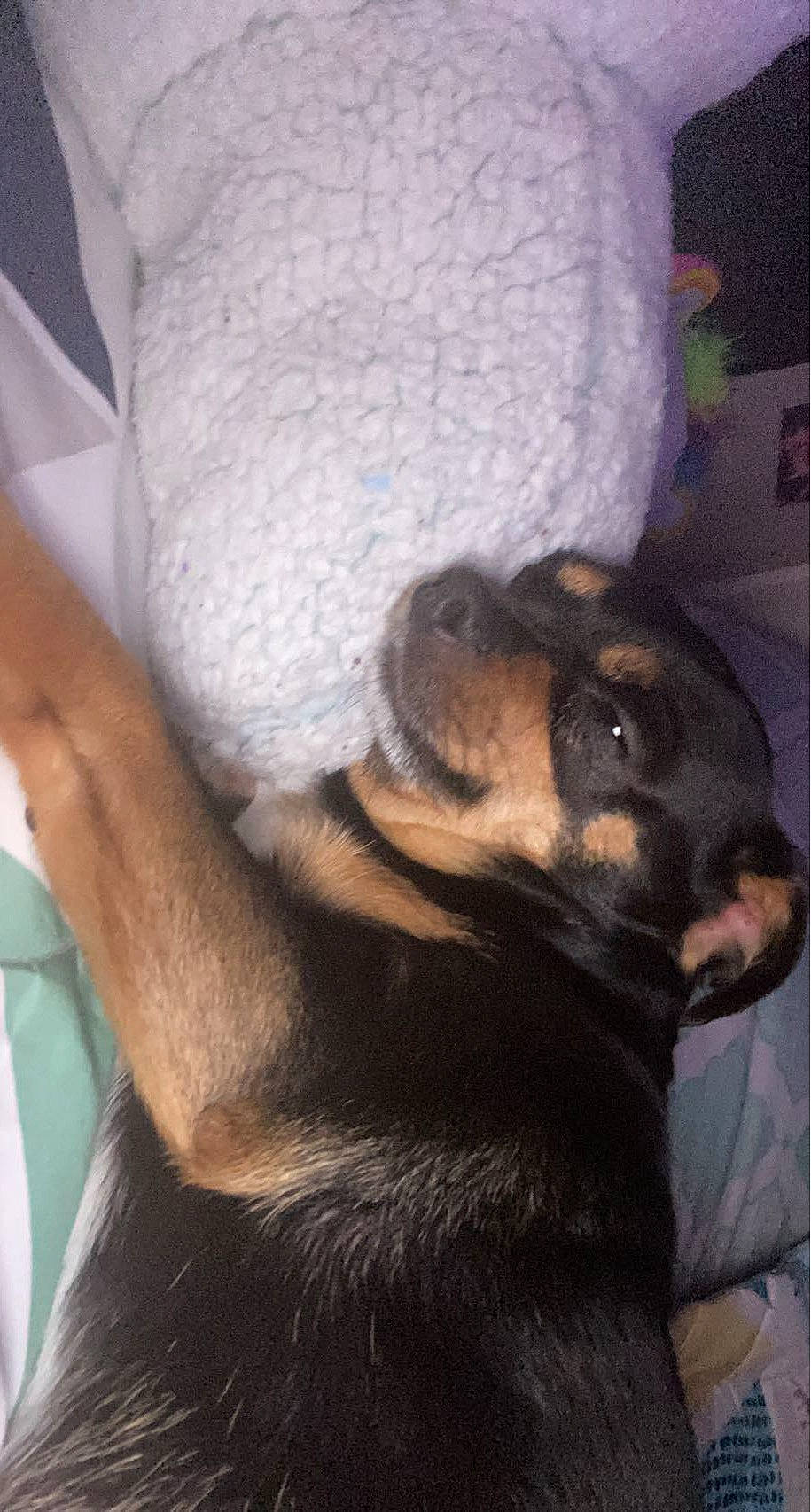 Scooby joined the competition — help win amazing prizes! carnivore, claw, comfort, companion_dog, dog, dog_breed, ear, foot, fur, guard_dog, paw, puppy, rottweiler, snout, sporting_group, tail, terrestrial_animal, whiskers, working_animal, working_dog