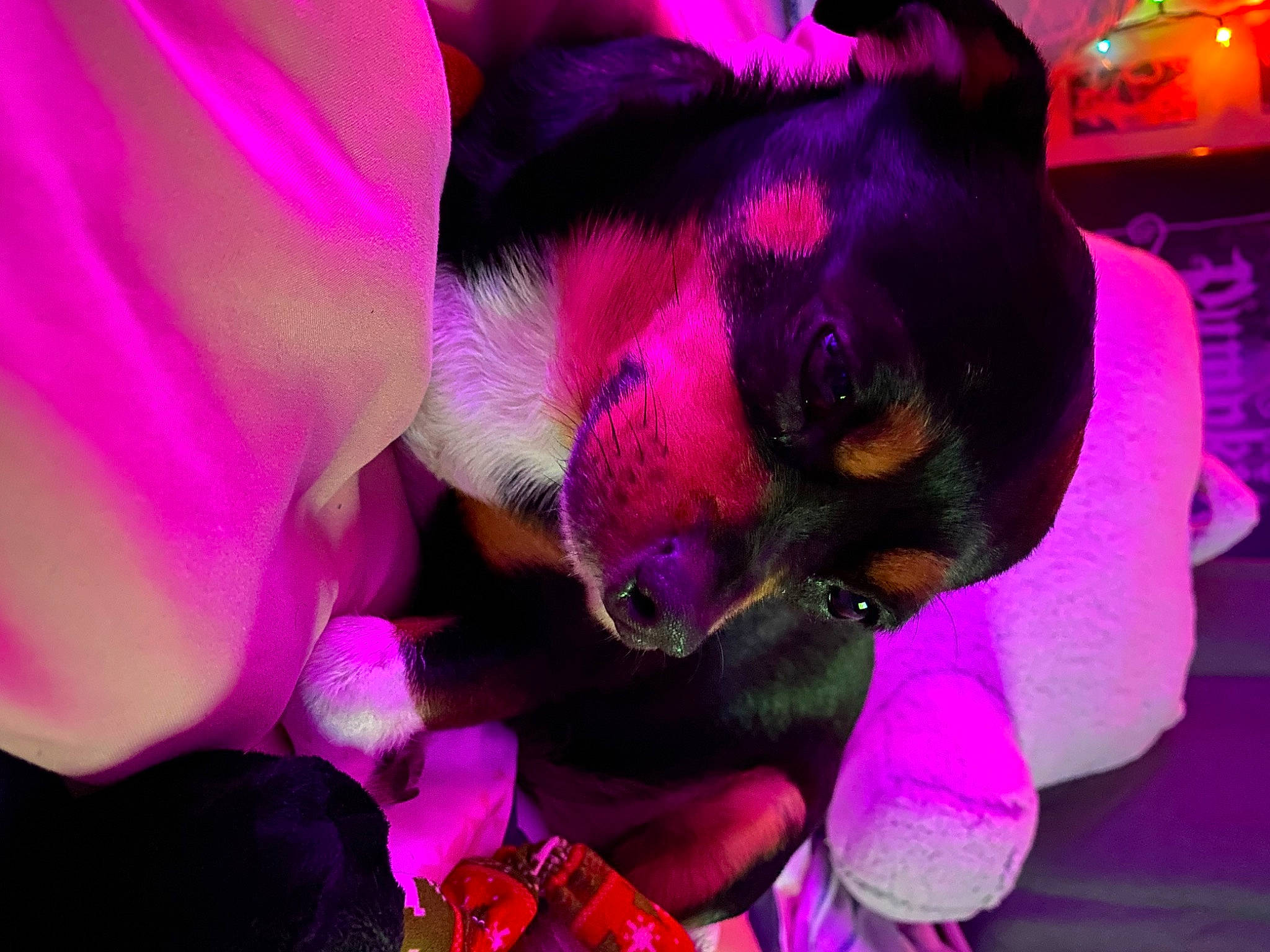 Scooby is registered to the contest to win money with this photo: canidae, carnivore, comfort, companion_dog, dog, dog_breed, fawn, flower, flowering_plant, fur, magenta, non_sporting_group, petal, pink, plant, purple, violet, whiskers