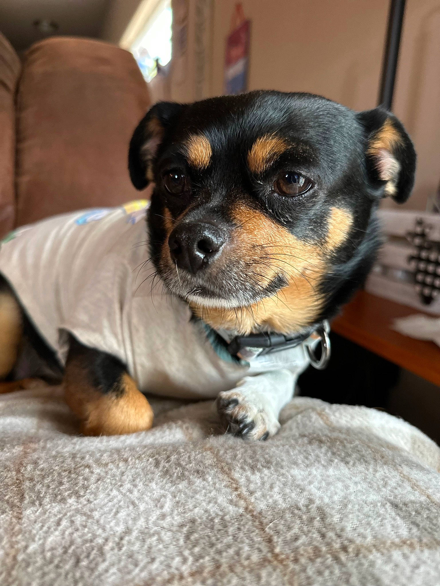 Scooby is registered to the contest to win money with this photo: carnivore, comfort, companion_dog, couch, dog, dog_breed, fur, recipe, snout, terrestrial_animal, toy_dog, whiskers, working_animal, working_dog